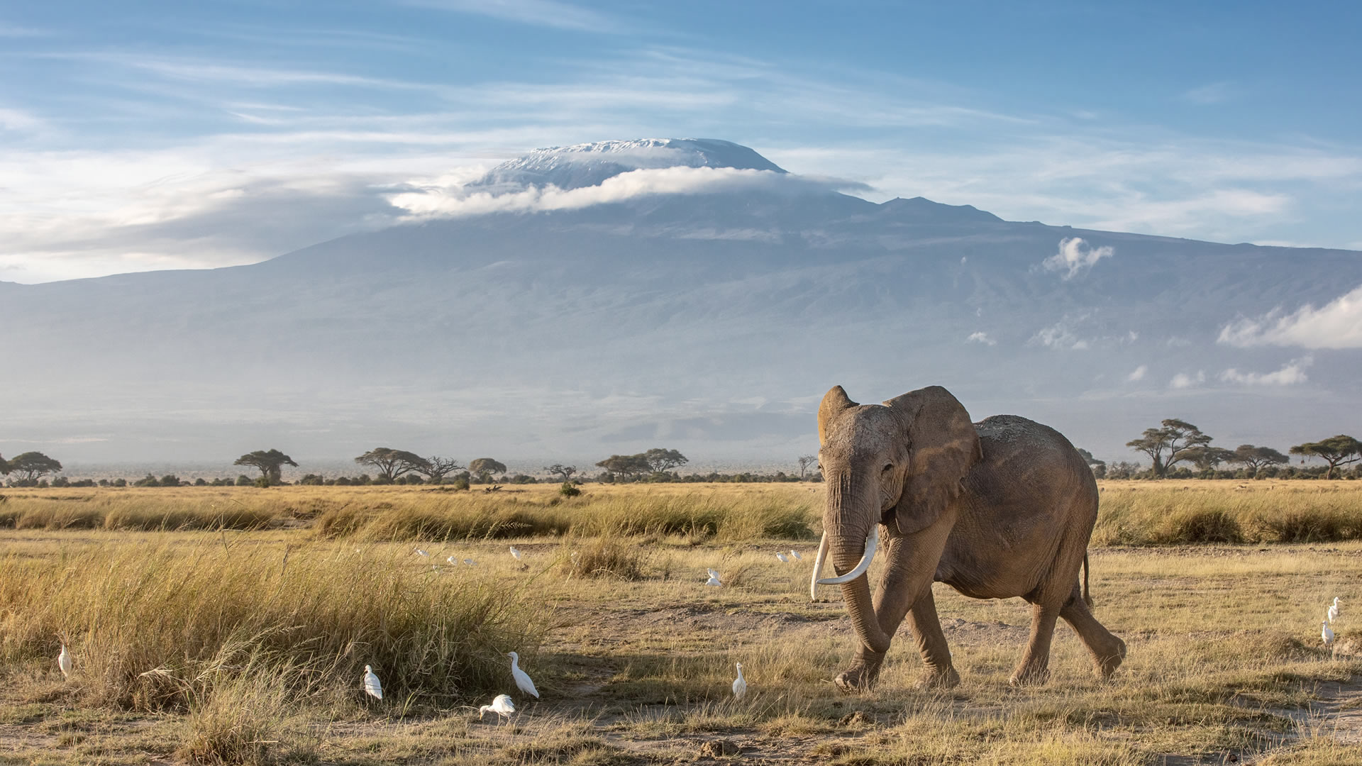 4 days tanzania wildlife safari