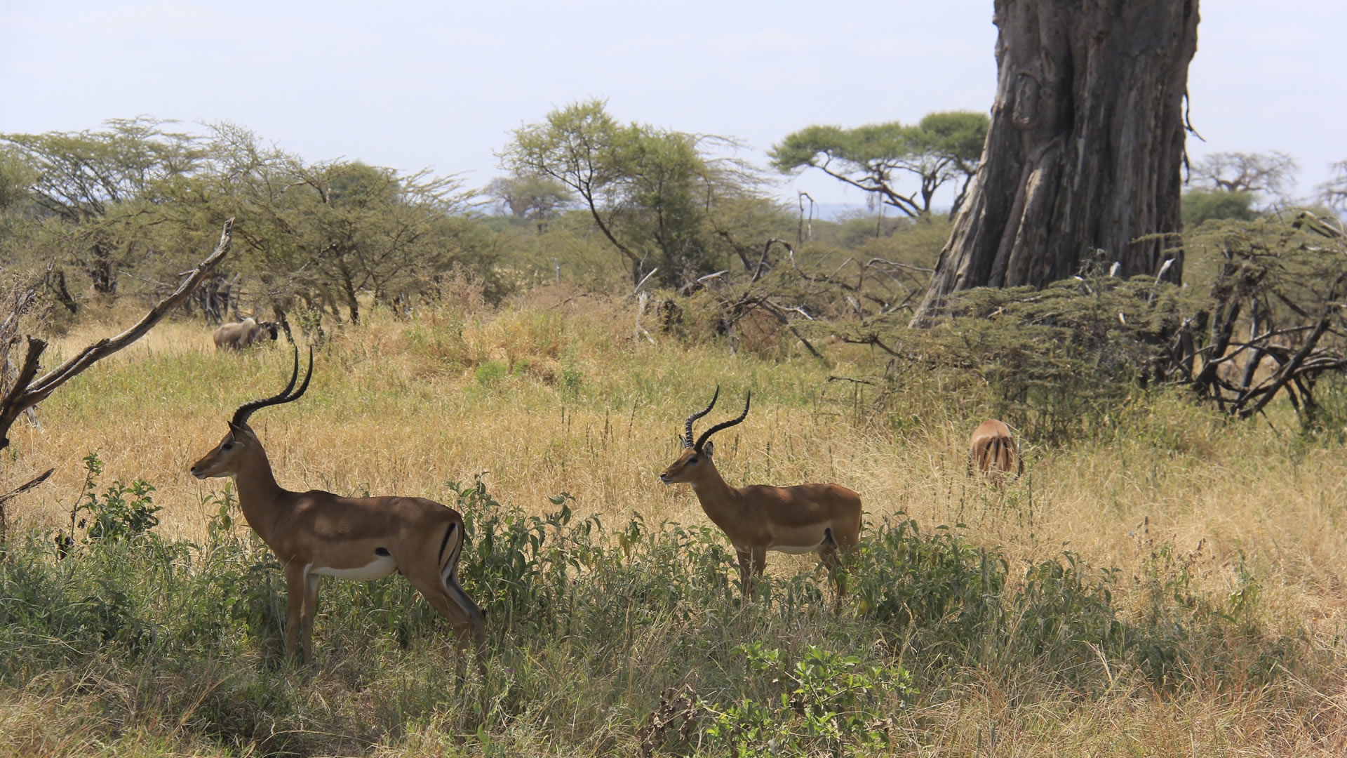 arusha national park