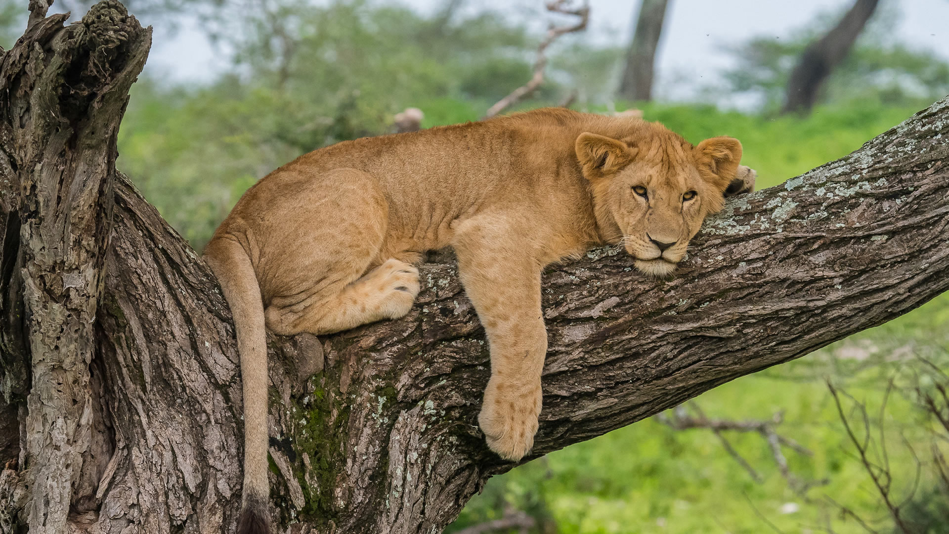 lake manyara national park