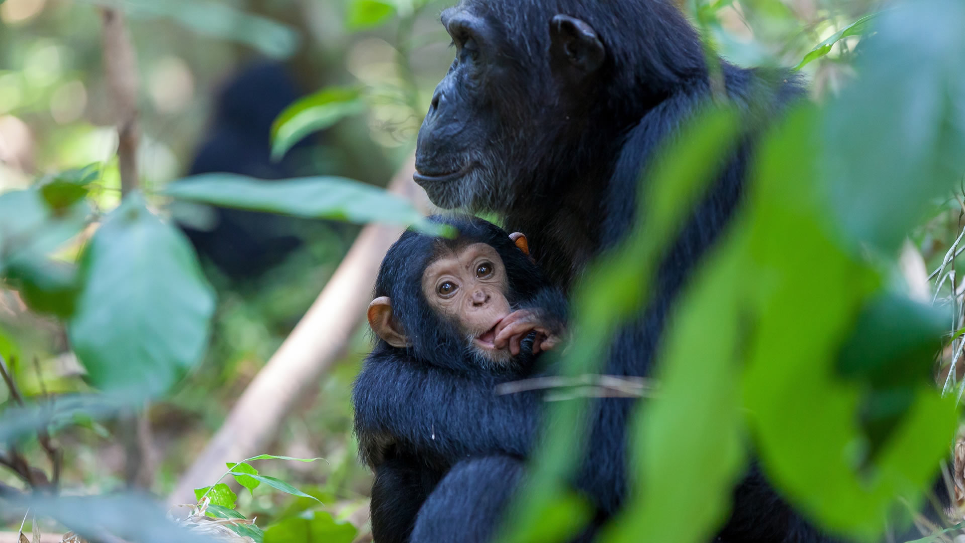 mahale mountains national park