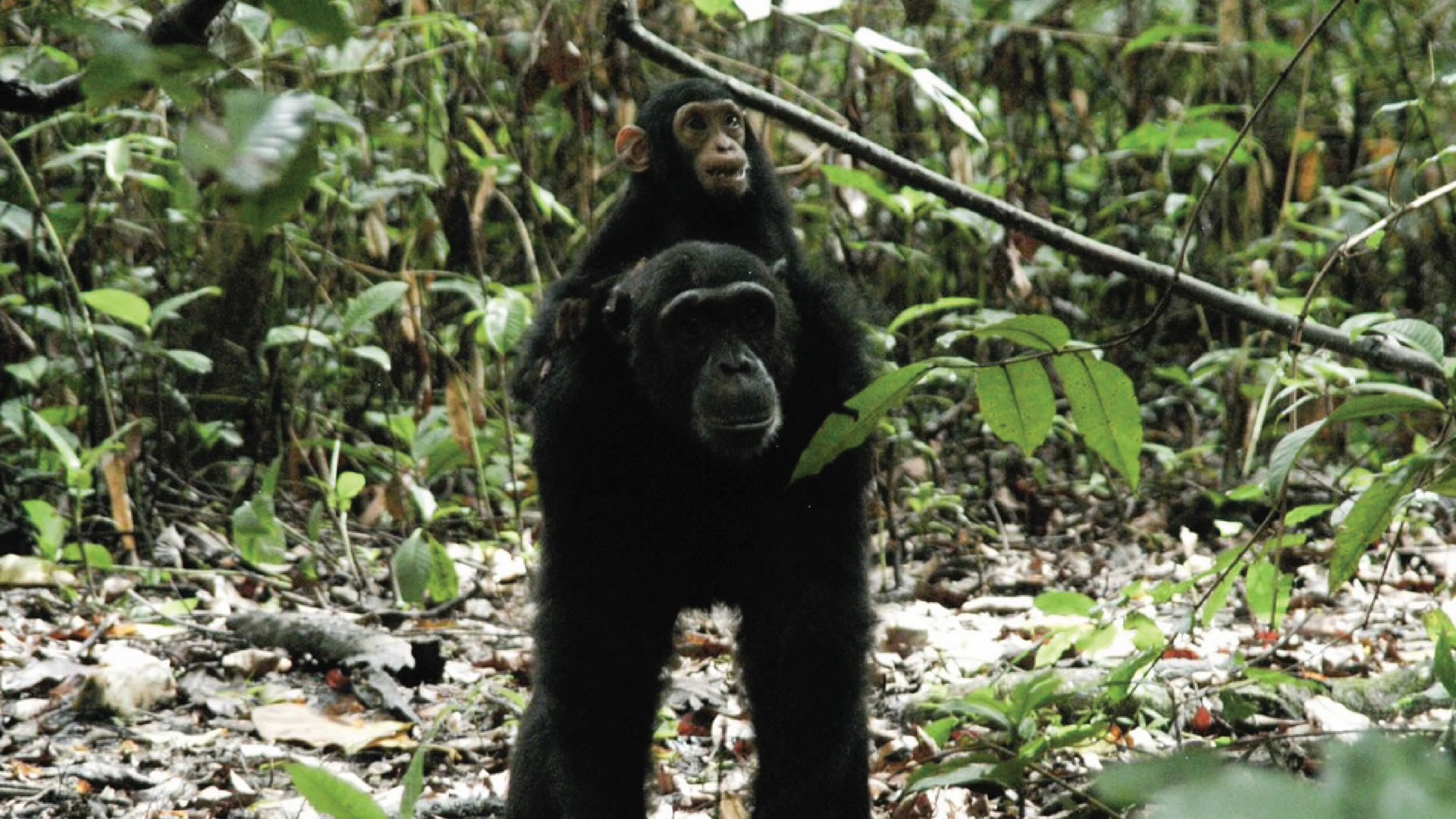 mahale mountains national park