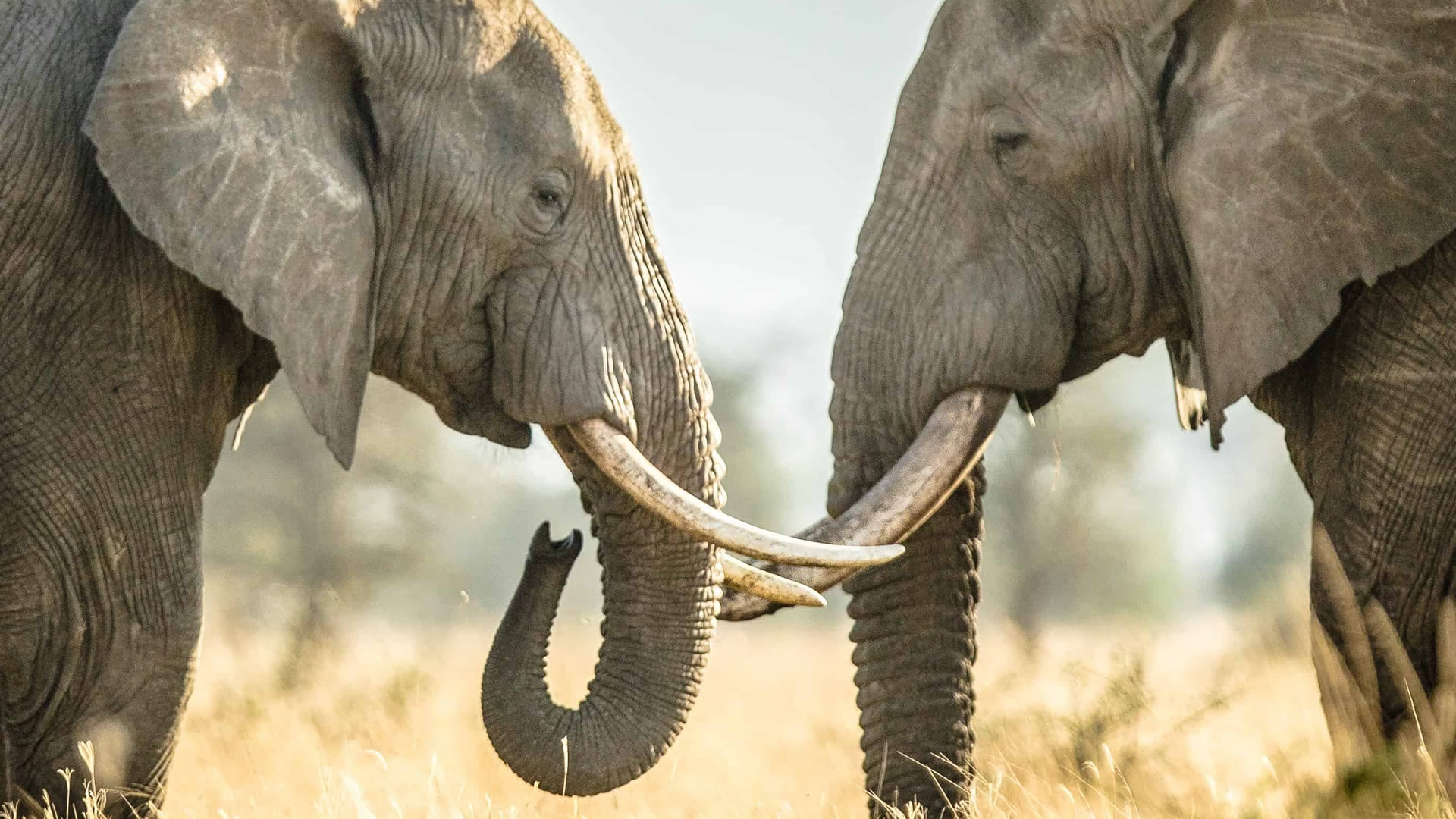 serengeti national park
