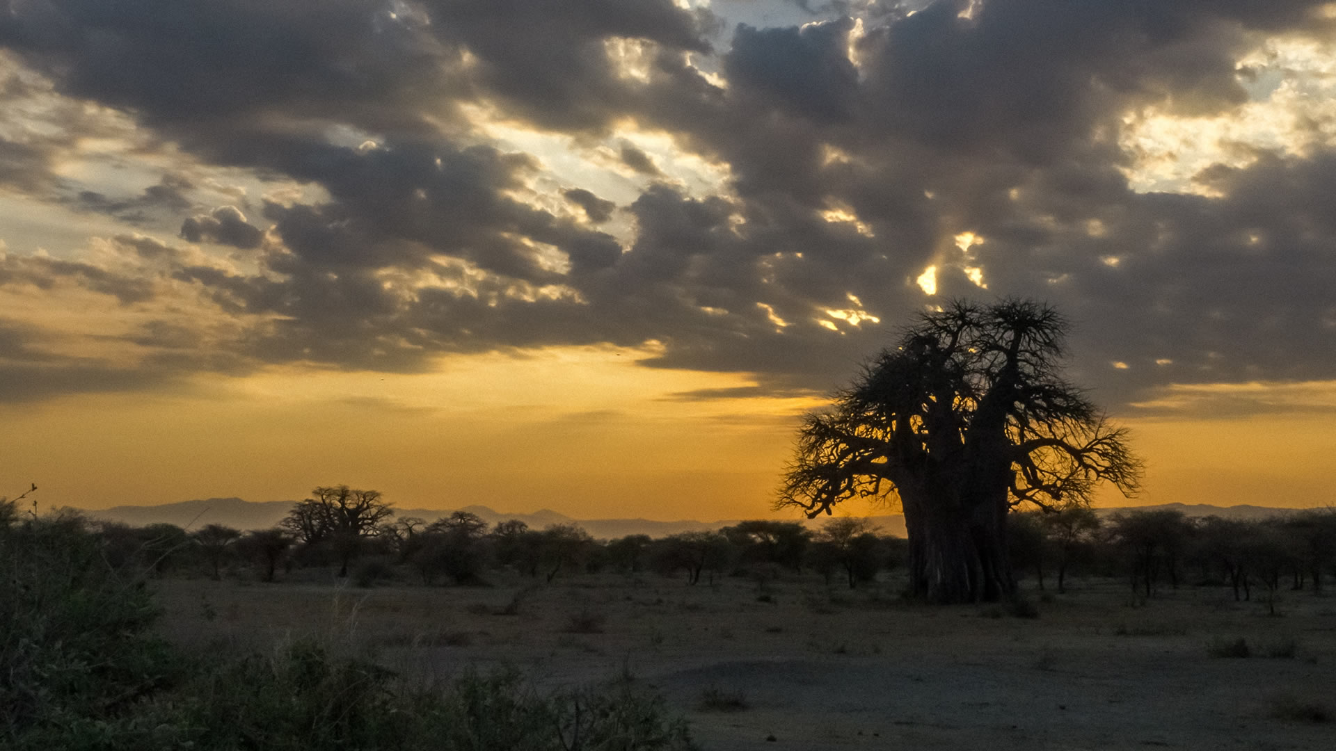 tarangire national park