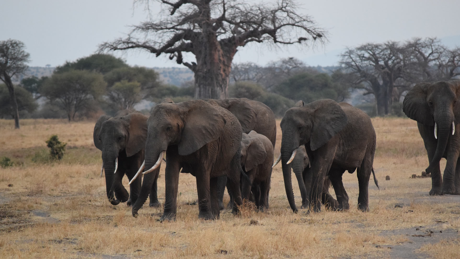 tarangire national park