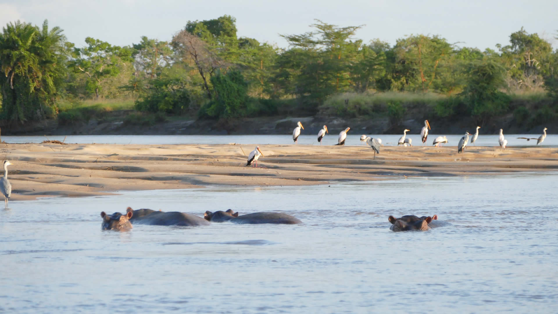 saadani national park
